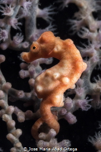 Pigmy Seahorse Hipocampus denise by Jose Maria Abad Ortega 